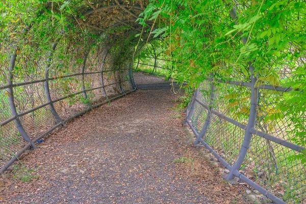Magnificent Tunnel Walking Way Made Gravel Road Covered Green Plants — Stock Photo, Image