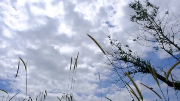 Obloha Rostlinami Květinami Zatřesena Větrem Mraky Sluneční Odraz Oblohou — Stock video