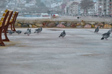 Yağmurlu ve bulutlu havalarda Türkiye 'nin Bursa kentindeki Guzelyali kentindeki ahşap malzemeden yapılmış koltuk bankı. Mudanya Denizi ve deniz kenarında yürüyen kalabalık. 24.02.2021. Bursa. Türkiye.