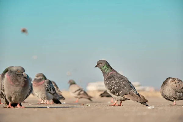 Banyak Burung Merpati Dan Merpati Dengan Bulu Hijau Dan Ungu — Stok Foto