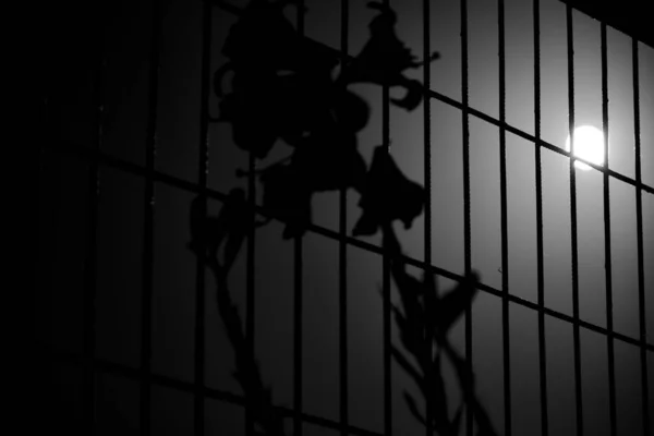 Schwarz Weiß Foto Eines Metallzauns Mit Getrockneter Blume Und Vollmond — Stockfoto