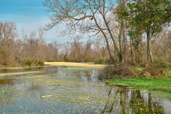 Magnífica Vista Natureza Planície Inundação Floresta Karacabey Longoz Pedaço Corte — Fotografia de Stock