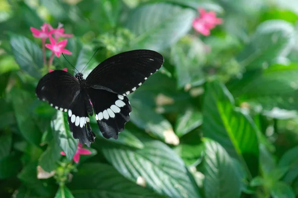 Великолепная Красочная Бабочка Внутри Своих Естественных Растений Фауны Красивых Красных — стоковое фото