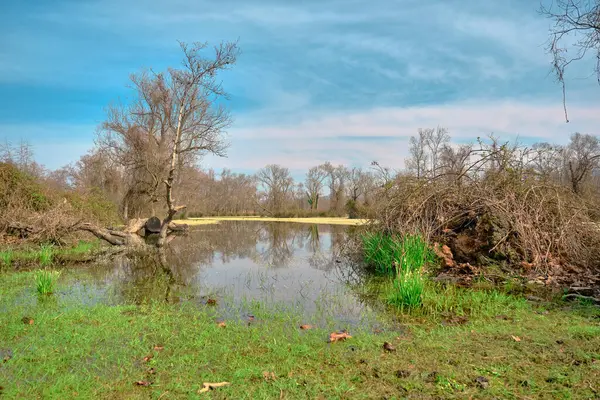 Floresta Planície Inundação Karacabey Longoz Pequena Lagoa Água Muitas Flores — Fotografia de Stock