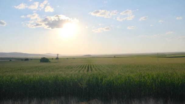 Sun Rises Agricultural Field Sunset Sun Sunflower Field — Stock Video