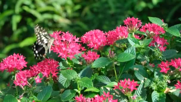 Magnificent Colorful Butterfly Its Natural Plants Fauna Beautiful Red Flowers — Video