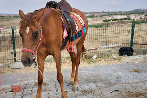 Cavalo Capadócia Uchisar Com Fundo Vale Nevsehir — Fotografia de Stock