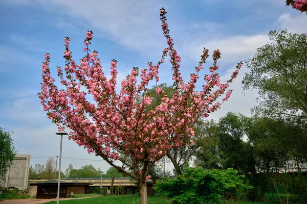 Judas Árvore Cercis Siliquastrum Magníficas Cores Rosa Roxo Parque Público — Fotografia de Stock