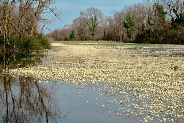 Karacabey Overstromingsvlakte Longoz Bos Kleine Vijver Water Veel Madeliefjes Water — Stockfoto