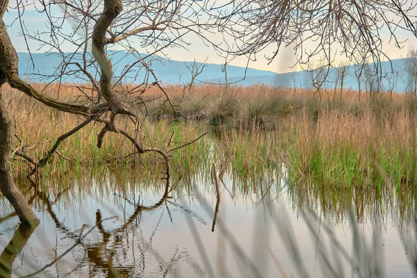 Karacabey Auenwald Longoz Und Kleiner Teich Und Wasser Viele Gänseblümchen — Stockfoto