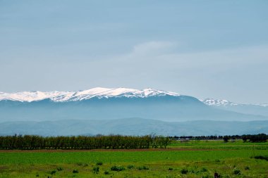 Yeşil çimlerde büyüyen ve büyük dağ (uludag) arka planında yetişen güzel sarı çiçeklerle muhteşem doğa manzarası. Dağın zirvesinde kar var.. 