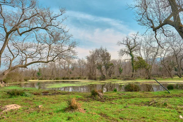 Φυσική Σκηνή Πλημμυρισμένο Δάσος Στο Karacabey Bursa Δρόμοι Και Οδικές — Φωτογραφία Αρχείου