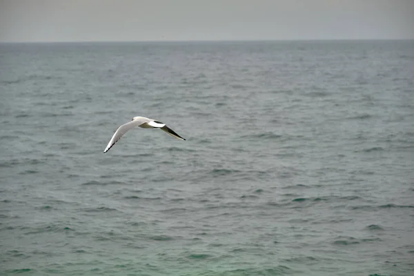 曇り空と雨の日の間に泥だらけのブルサの海の上を飛ぶ単一のカモメ — ストック写真