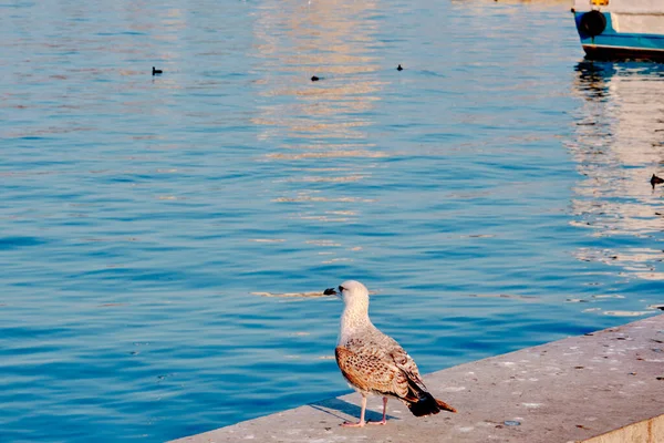 Single Huge Seagulls Port Harbour Kadikoy Shore Pedestrian Transportation Ferry — Φωτογραφία Αρχείου