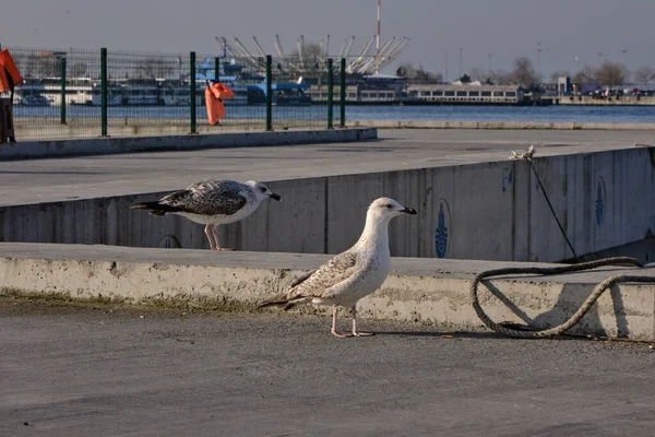 Burung Camar Tunggal Dan Besar Pelabuhan Dan Pelabuhan Pantai Kadikoy — Stok Foto