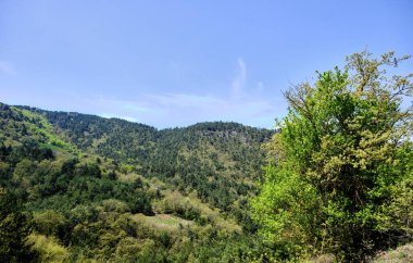 Tepe ağacı ve mavi gökyüzü İznik Bursa yolunda