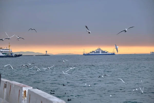 Navi Trasporto Interno Traghetti Con Molti Gabbiani Dopo Tramonto Cielo — Foto Stock