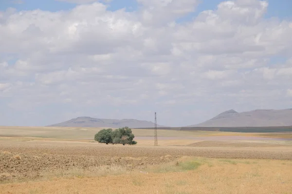 Arbre Unique Poste Électrique Unique Intérieur Champ Agricole Blé Ciel — Photo