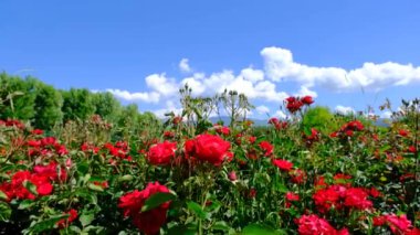 Güneşli bir günde Bursa 'da doğa ve halk parkı. Muhteşem kırmızı güller ve mavi gökyüzü ve beyaz bulutlu çiçekler. Baharda taze ağaçların arkasında alçak açılı fotoğraf..