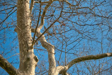 Gulhane Park İstanbul 'daki parkta büyük kuşlar ve pelikanlar. Kuşlar büyük ve kurumuş bir zemine yuva yaparlar ve pelikanlar mavi gökyüzü arka planıyla inerler ve kanat çırparlar..