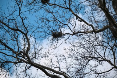 Gulhane Park İstanbul 'daki parkta büyük kuşlar ve pelikanlar. Kuşlar büyük ve kurumuş bir zemine yuva yaparlar ve pelikanlar mavi gökyüzü arka planıyla inerler ve kanat çırparlar..