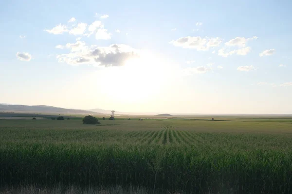 Sun rises above agricultural field during sunset and sun is over the sunflower field