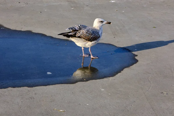 トルコのイスタンブールにある大きなカモメの鳥です 小さな水溜りと黒い水にカモメの反射 — ストック写真