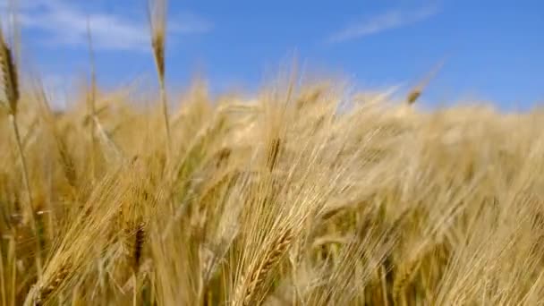 Всередині Чудового Пшеничного Поля Жовті Вирощені Рослини Потім Спостерігаючи Небо — стокове відео
