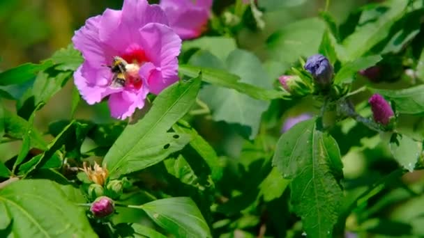Fioletowy Kwiat Kolor Jego Zielone Liście Ogromne Pszczoły Wewnątrz Kwiatu — Wideo stockowe