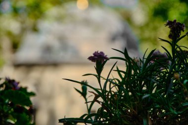 Güzel bir çiçek silueti ve Koza Han Bursa 'nın ortasında, Osmanlı İmparatorluğu tarafından yapılmış küçük bir mescit..