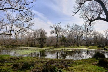 Karacabey Bursa 'daki sel baskını ormanı doğa sahnesi. Kurumuş ağaçlar ve kırık dallar, günbatımında, dağlık ve kırsal kesimlerin arka planında, suyun üzerinde birçok çalılık ve suyun yansıması..