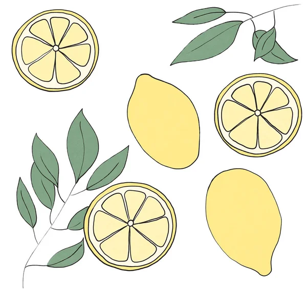 limon, dilimlenmiş limon, limon yaprağı, limon meyvesi