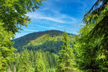 Karpat Dağları Yeşil Orman