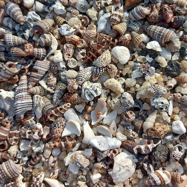 Açık Sahil Saati Minik Deniz Kabukları ve Kum Taneleri Arkaplanı
