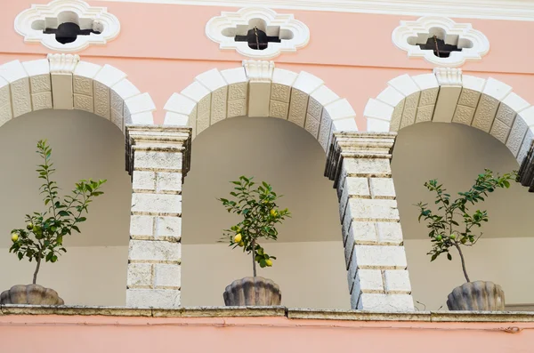 Limon ağaçları tencere balkon