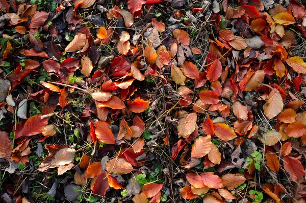 Autumn red colored leaves on the ground — Stock Photo, Image