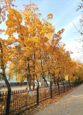 Çit boyunca sonbahar ağaçları