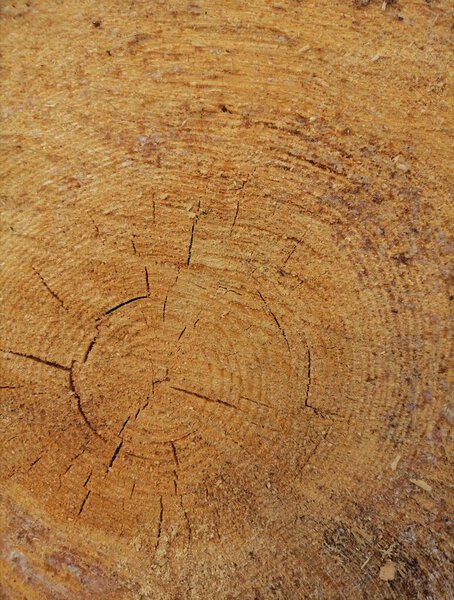 Дерево Cutaway в качестве фона