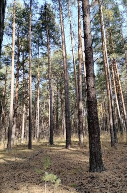 Ormanda bir sürü ağaç var.