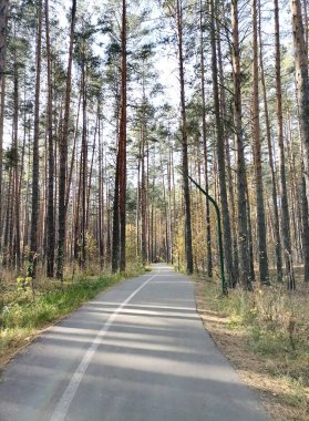 Sonbahar ormanında yol