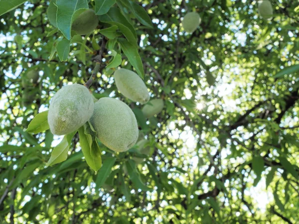 Las almendras verdes Fotos De Stock