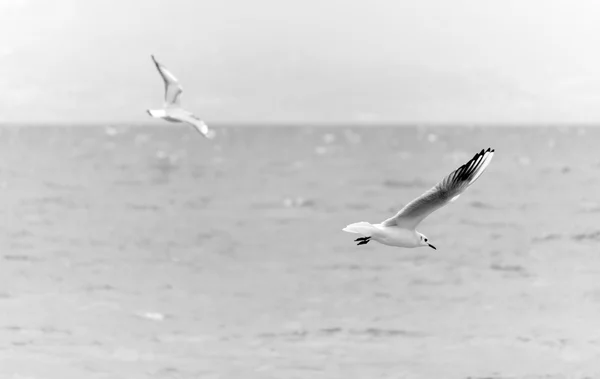 Gull in flight — Stock Photo, Image