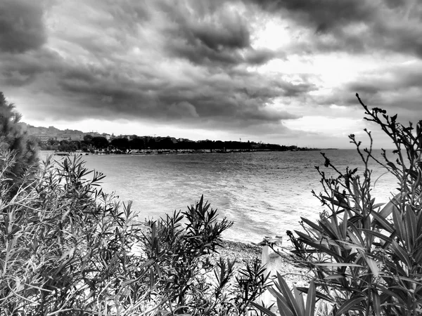 Mar através das árvores em preto e branco — Fotografia de Stock