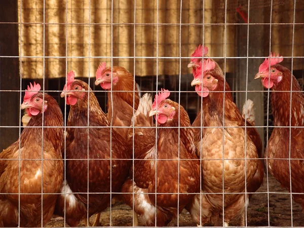 tavukları kümese içinde