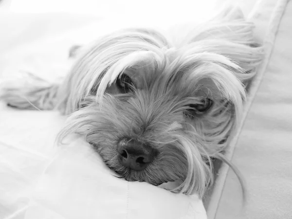 Yorkshire korkunç siyah beyaz