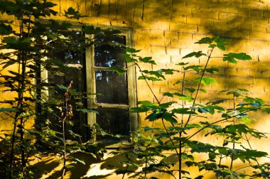 Ormanın ortasında yeşil pencereli terk edilmiş eski, sarı tuğlalı bir ev var.