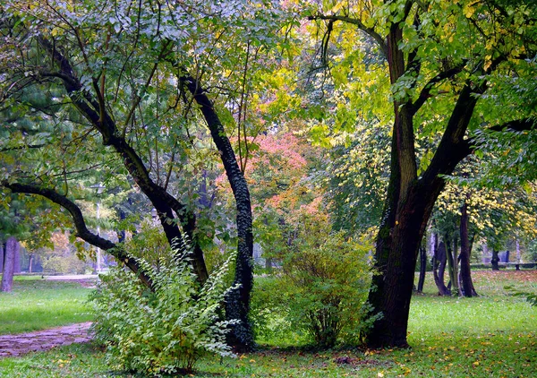 Ogromna Paleta Różnych Jesiennych Kolorów Roślinach Drzewach Parku Tematycznym Belgrad — Zdjęcie stockowe