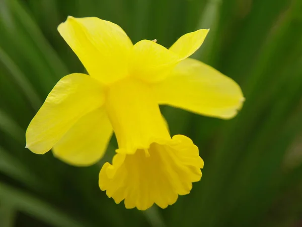 Annemin Bahçesinden Sarı Nergis Çiçeği — Stok fotoğraf