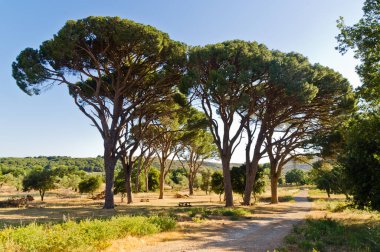 Akdeniz bitki örtüsü ve ağaçlar Arcady Manastırı 'na giden çakıllı bir yol, Yunanistan' ın Girit adası, rahiplerin ektiği topraklar