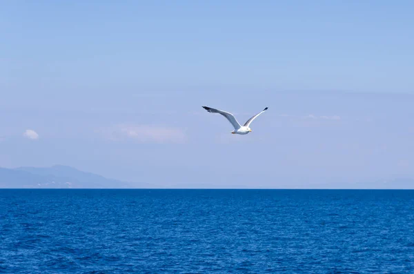 Seagull flying over Aegean sea with greek islands in background, somewhere in Greece